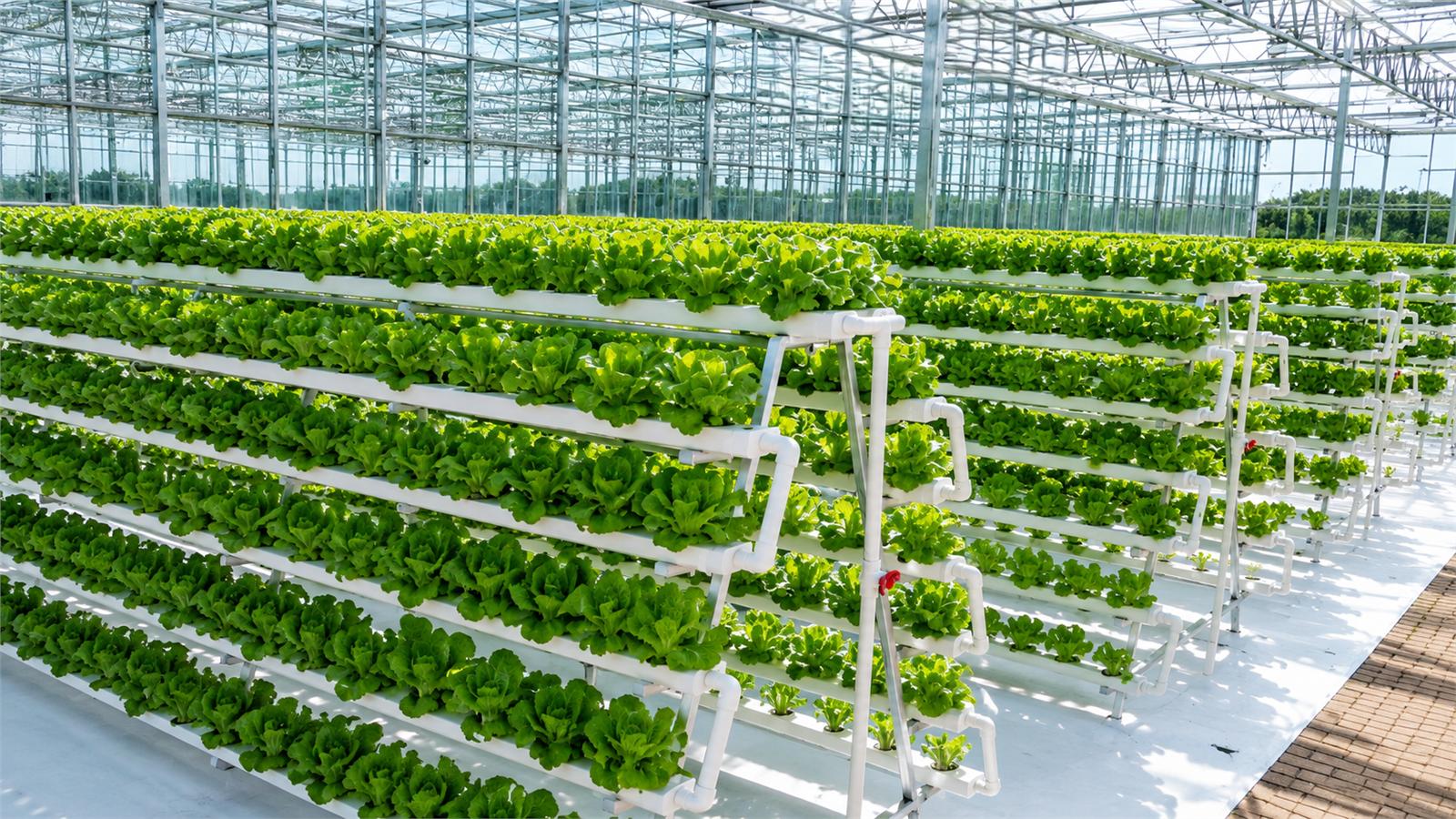 Hydroponics