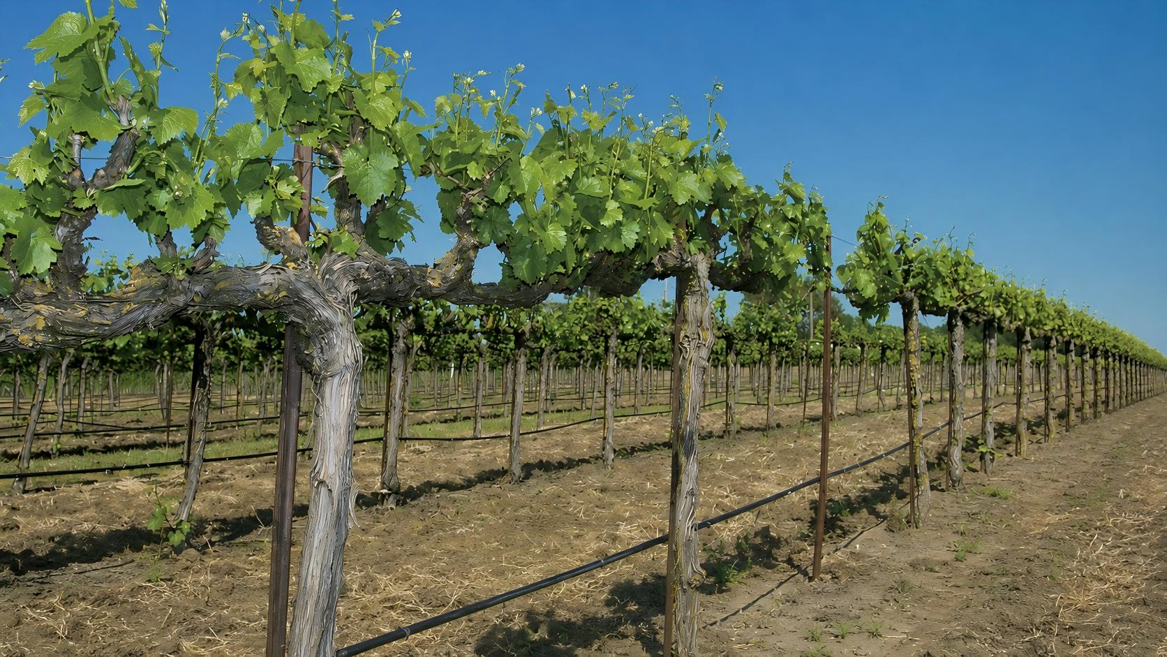 Vineyard
