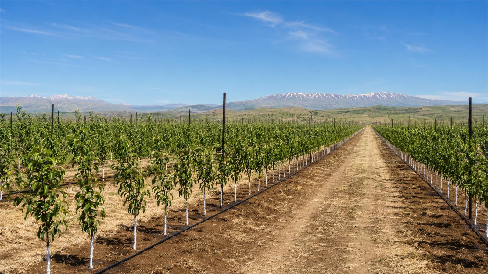 Orchard & Vineyard Monitoring