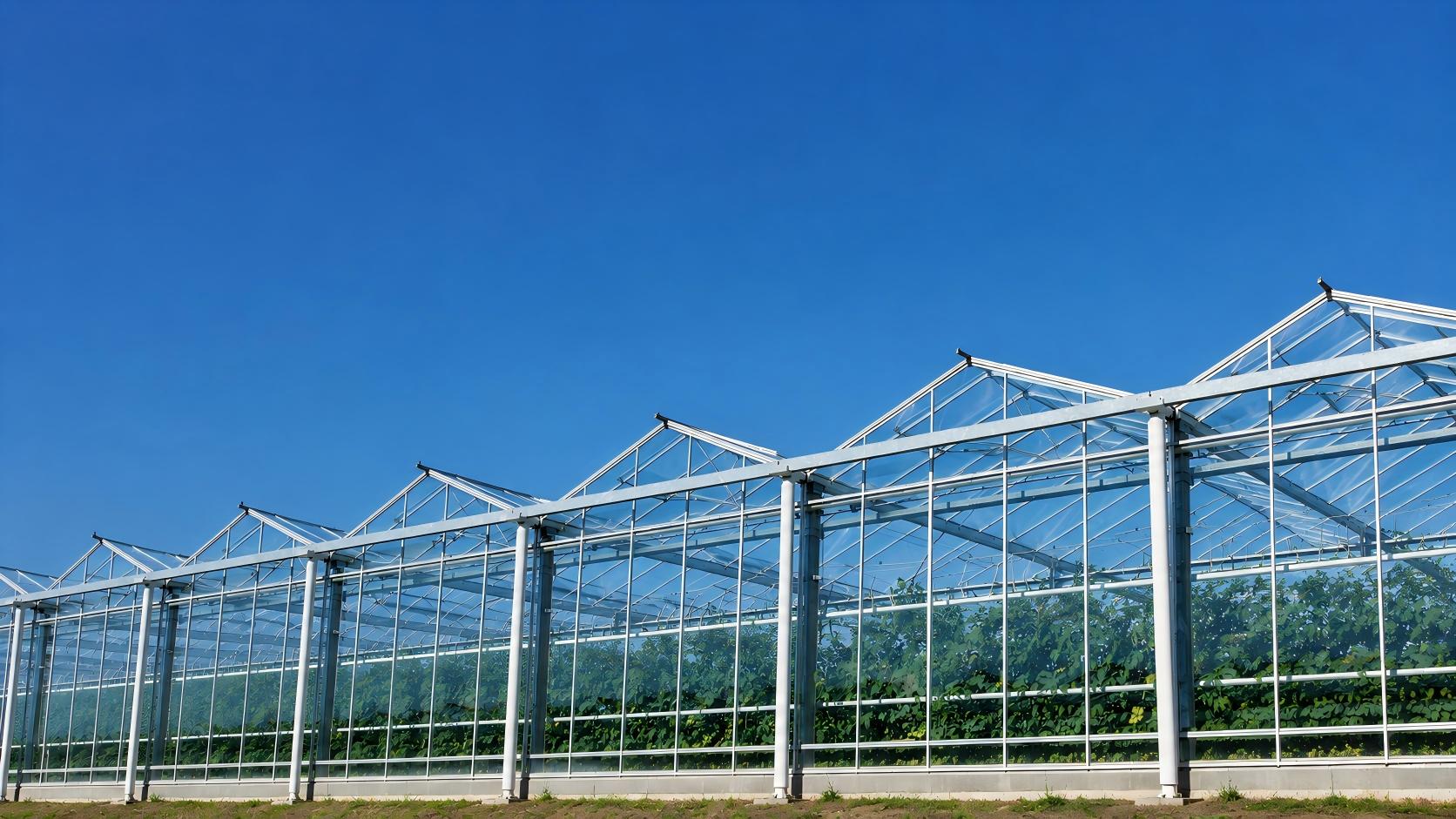 Multi-Span Greenhouse