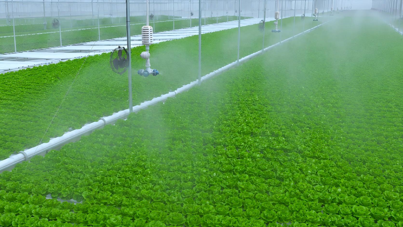Greenhouse Vegetables